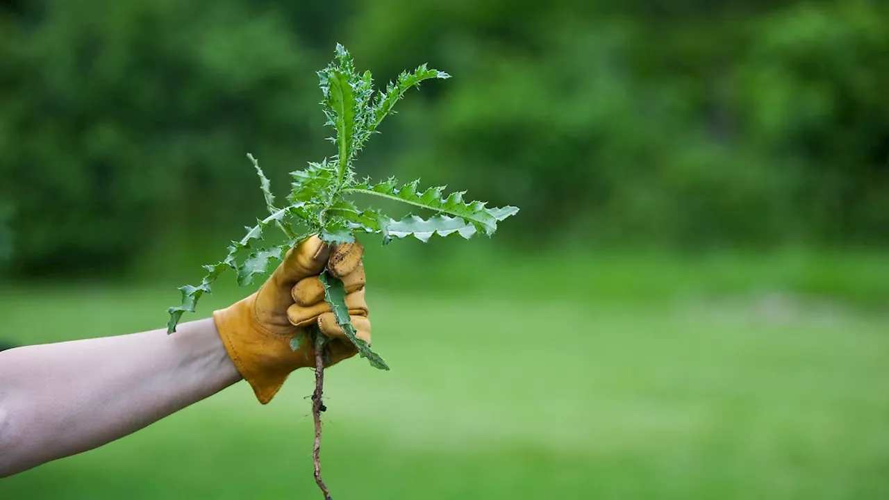 Hausmittel, Geräte & Co.: Unkraut loswerden: Praktische Lösungen für jeden Garten