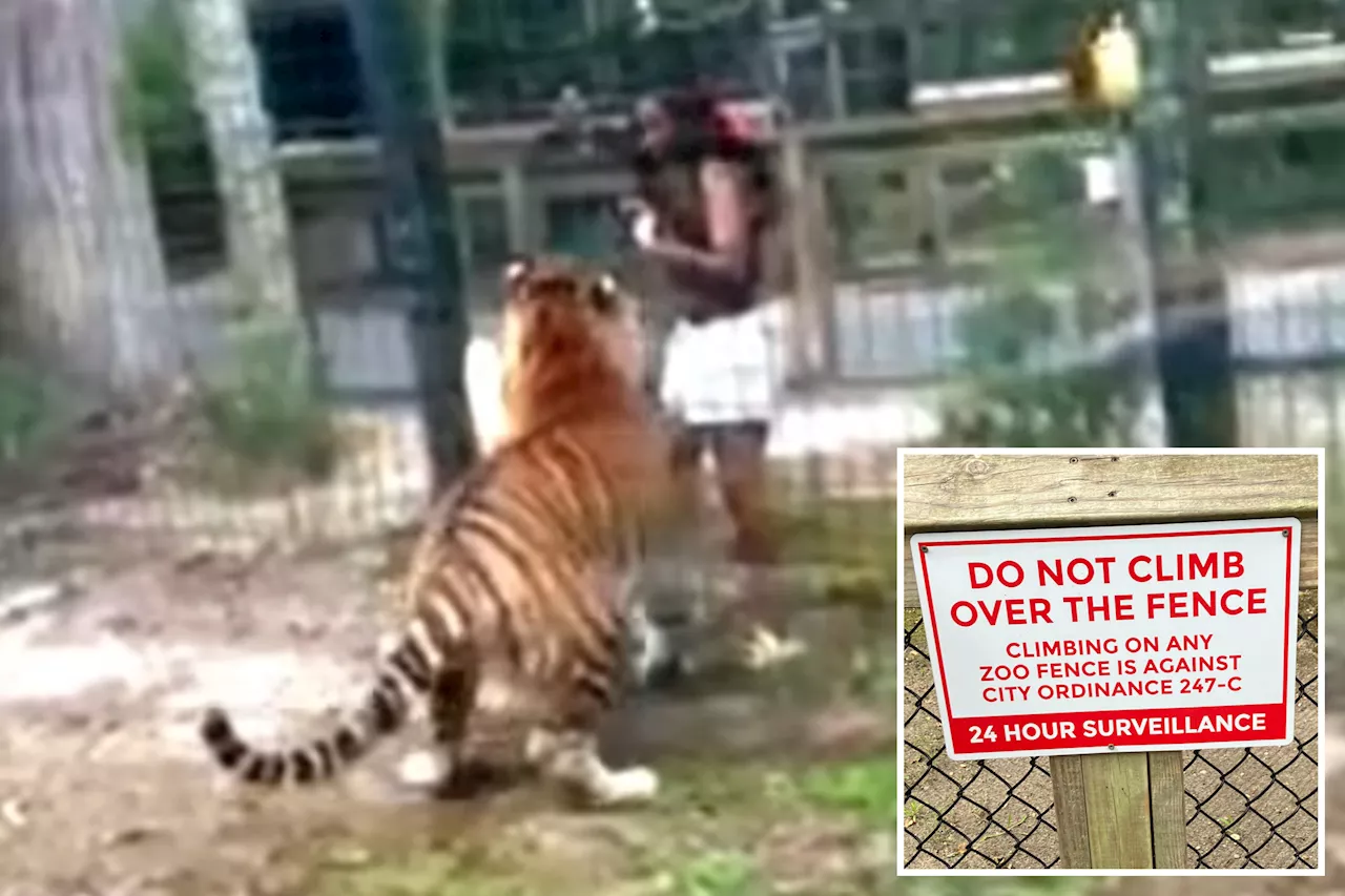 New Jersey zoo visitor charged after she's caught on video jumping into tiger enclosure