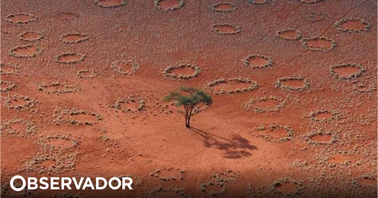 Namíbia vai abater elefantes, zebras e hipopótamos para aliviar a fome causada pela seca