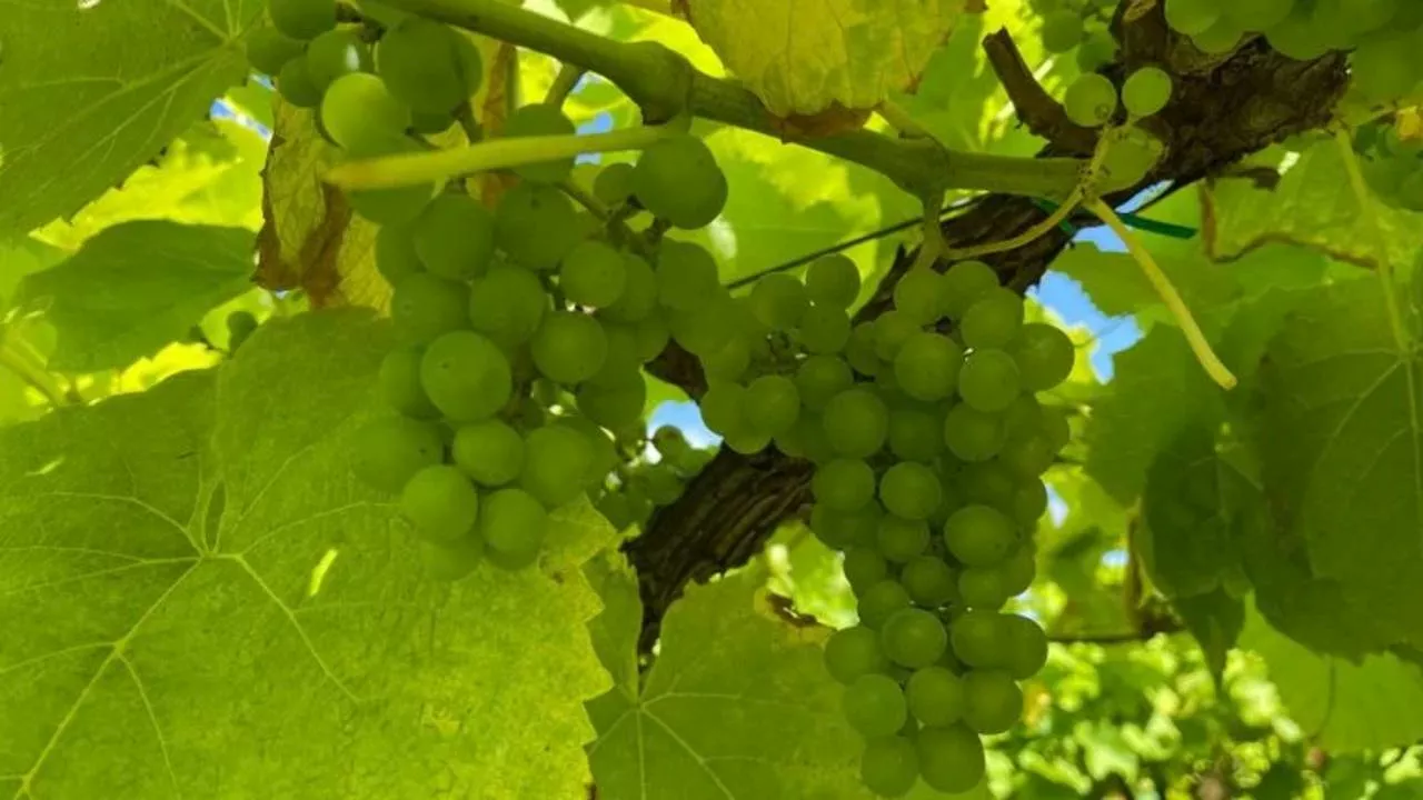 Slechte druivenoogst zorgt voor minder Brabantse wijn: ‘Veel te weinig'