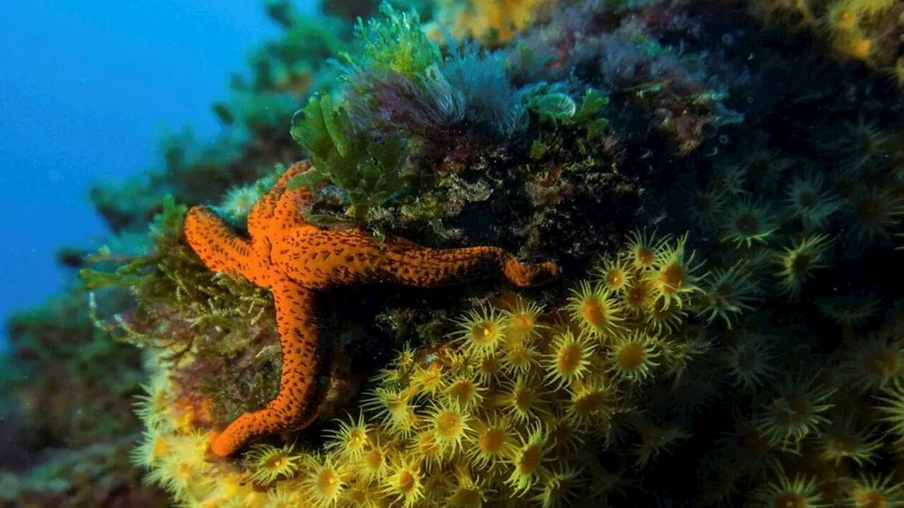 Des records de température pour la mer Méditerranée : quelles conséquences ?