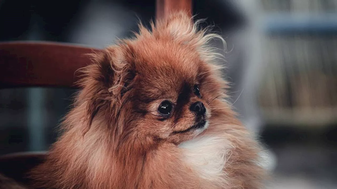 Un chien « connu dans tout le quartier » volé à Marseille : ses propriétaires appellent à l’aide