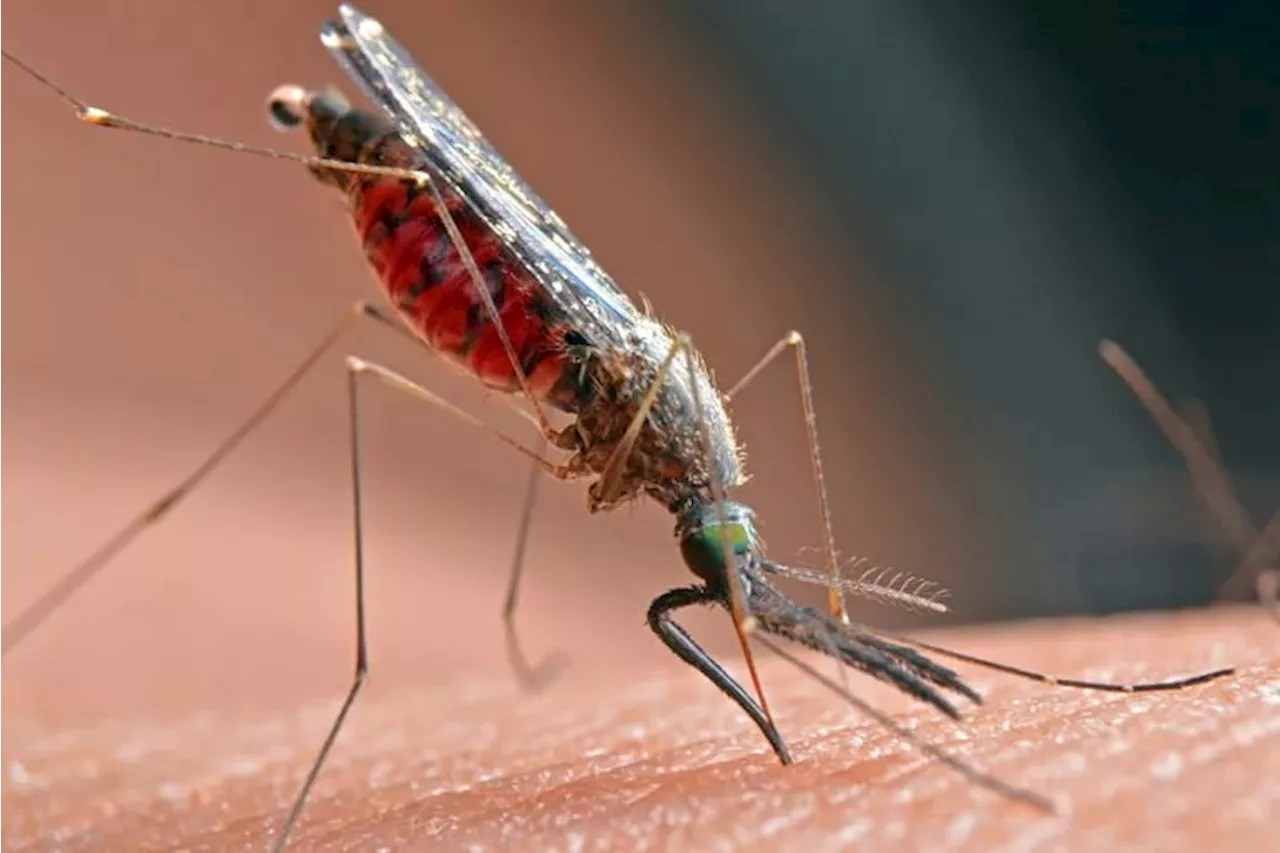 West Nile Virus in Philadelphia: What to know about the mosquito-borne illness