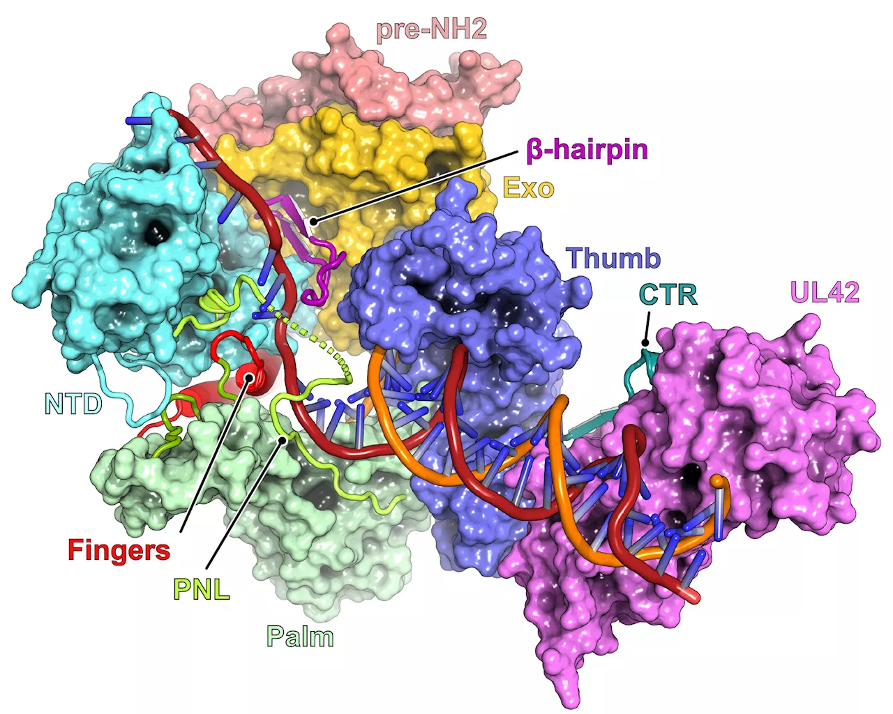 Study sheds light on what enables herpes simplex virus to become impervious to drugs