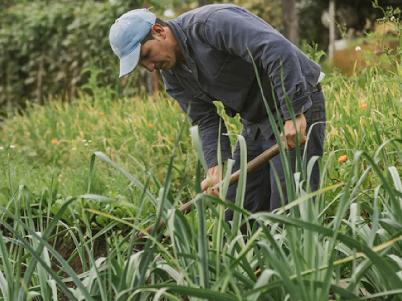 Gobierno radica la Ley de Jurisdicción Agraria ante el Senado de la República