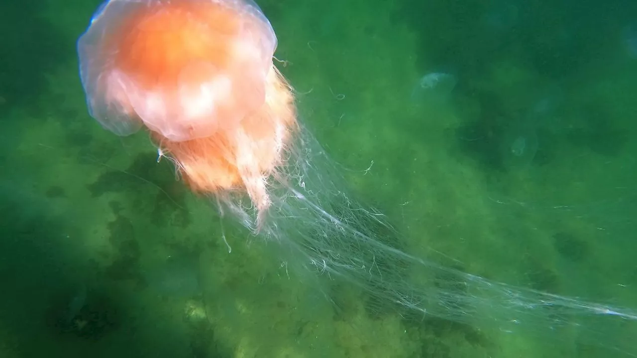 Feuerquallen an der Ostsee - 200 Verletzte vor Scharbeutz