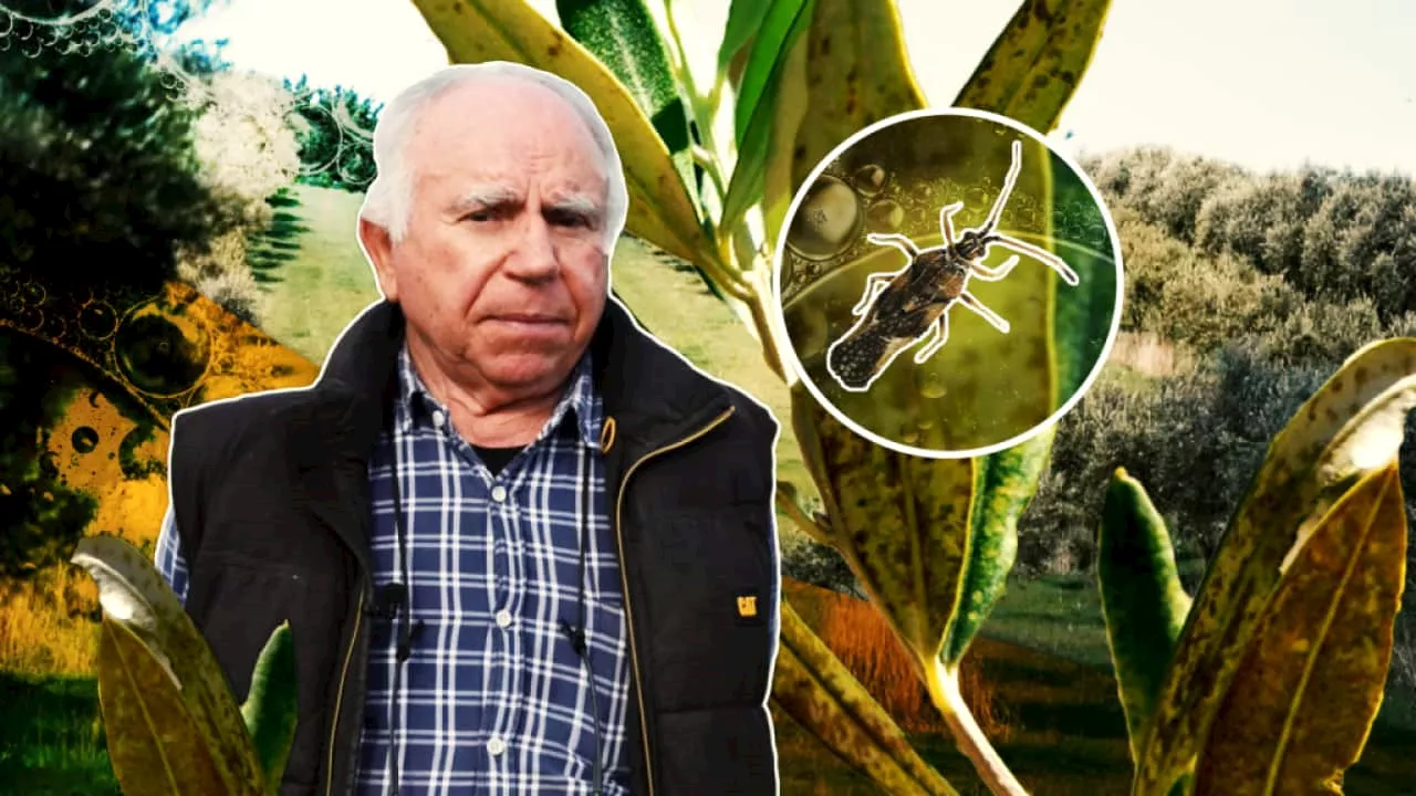 As olive oil prices soar, could this native insect threaten Australian production?