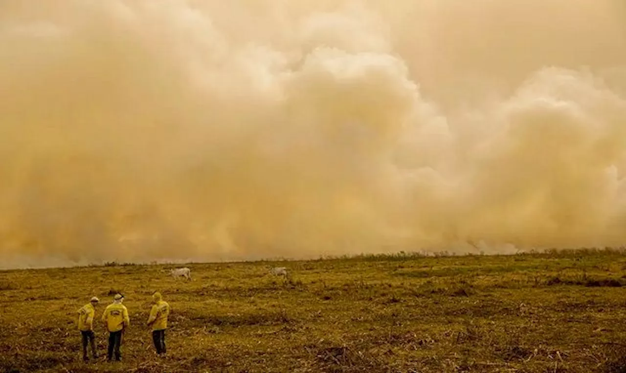 Flávio Dino determina ação conjunta de polícias e Forças Armadas para combater incêndios florestais