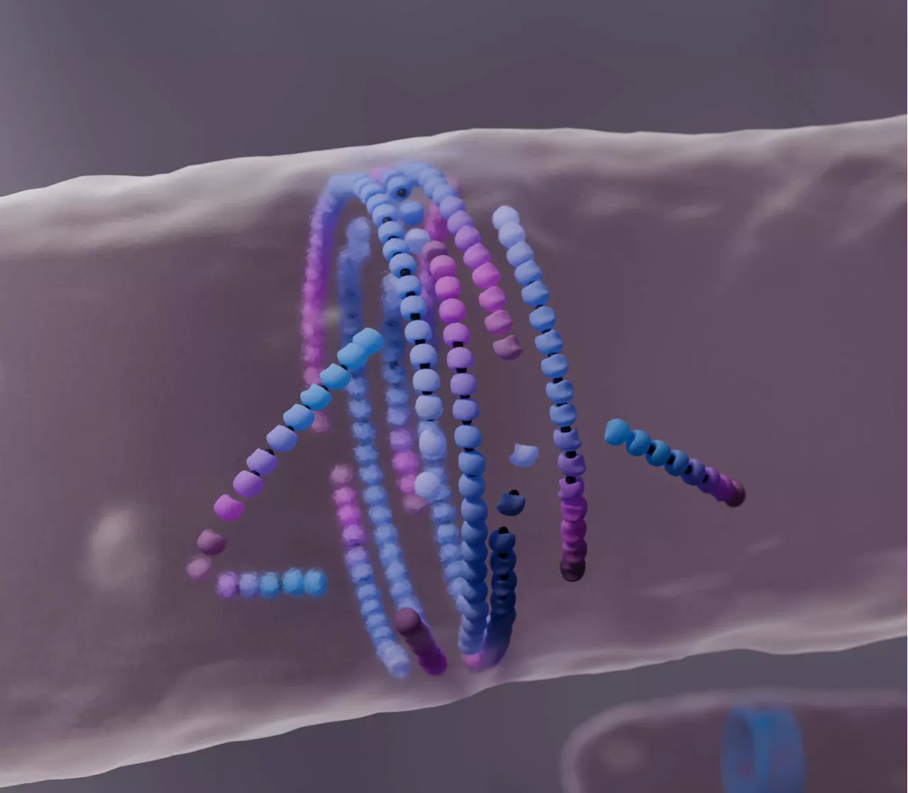 Dying to Align: Secret Mechanism Behind Bacterial Cell Division Unveiled