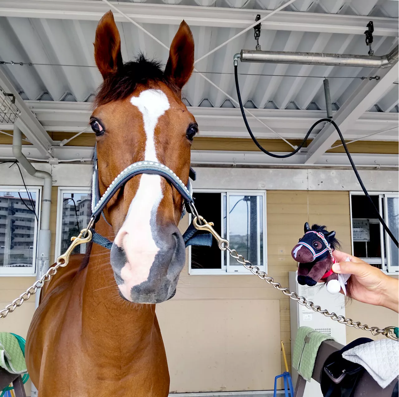 アイドル馬投票１位「つぶやく競走馬」アフリカンゴールド第２の“馬生”