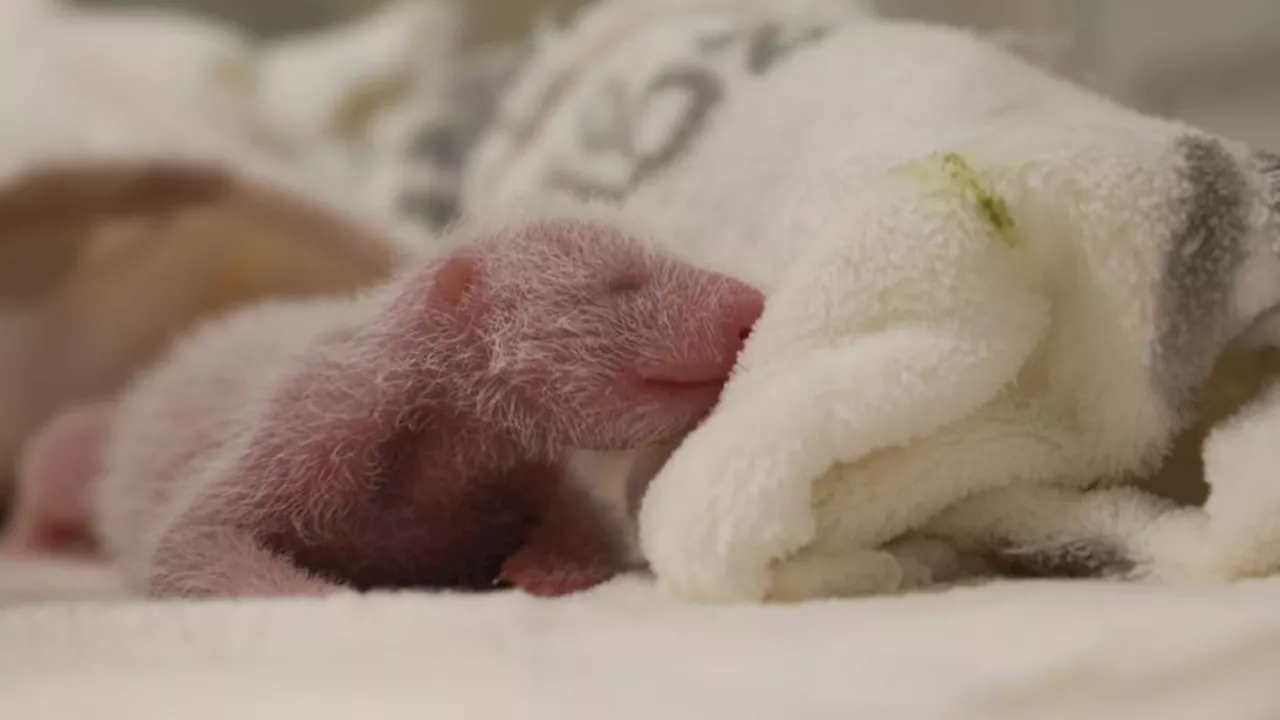 Berliner Zoo: Vorsichtiger Optimismus im Zoo: Panda-Babys nehmen zu