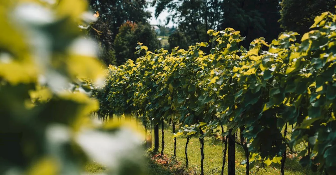 Julie : entre vignobles et châteaux en province de Namur !