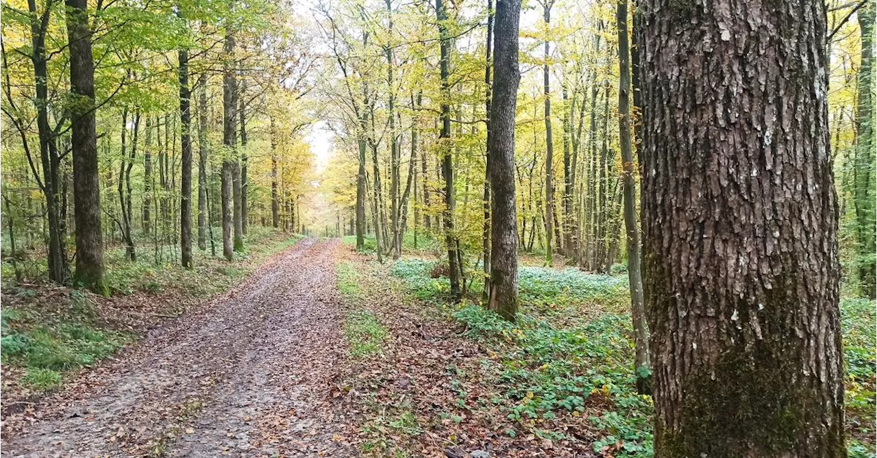 Propriétaire d’un bois à Philippeville, le comte Renaud du Parc Locmaria souhaite privatiser deux chemins