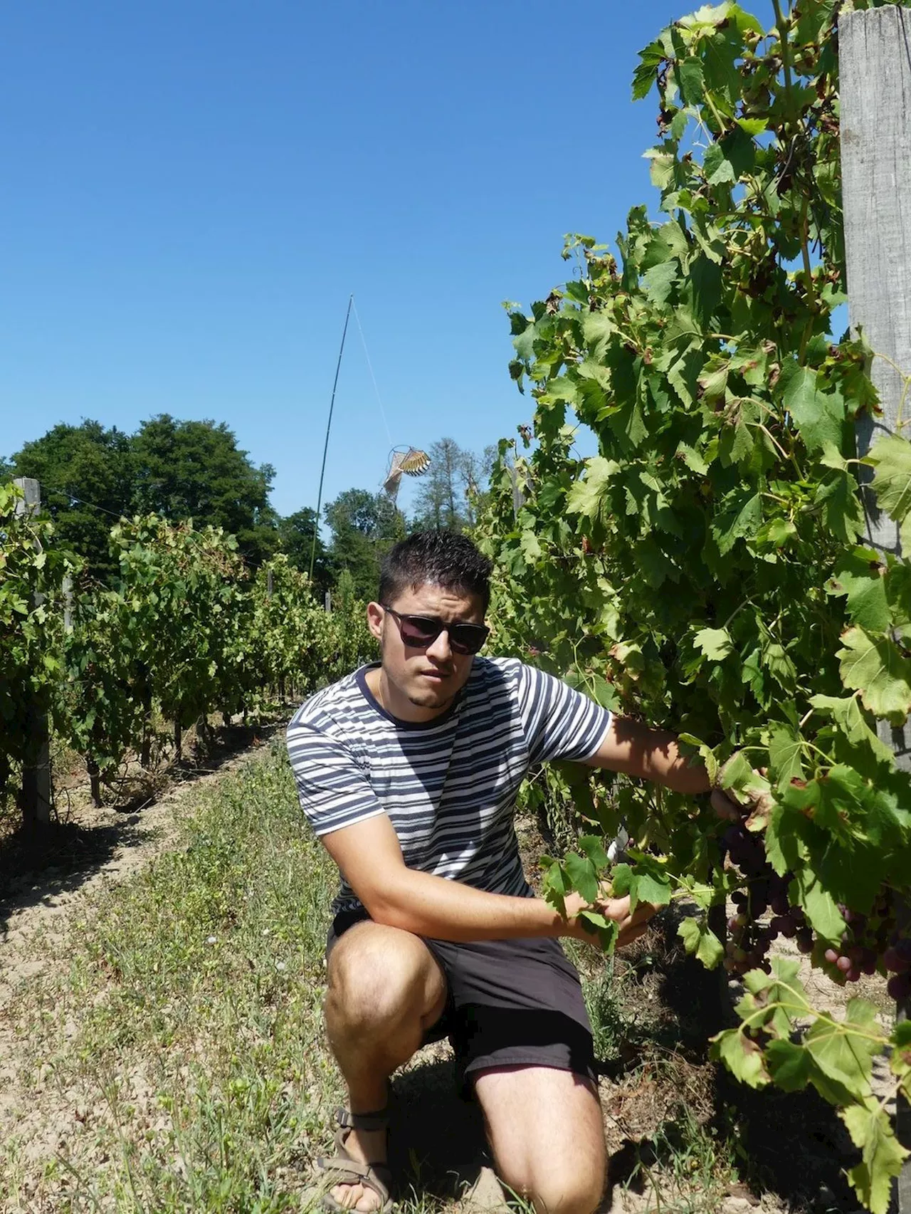 « C’est notre raisin à nous, notre terre, notre production » : dans le Blayais, Nicolas Arnu passe au raisin de table