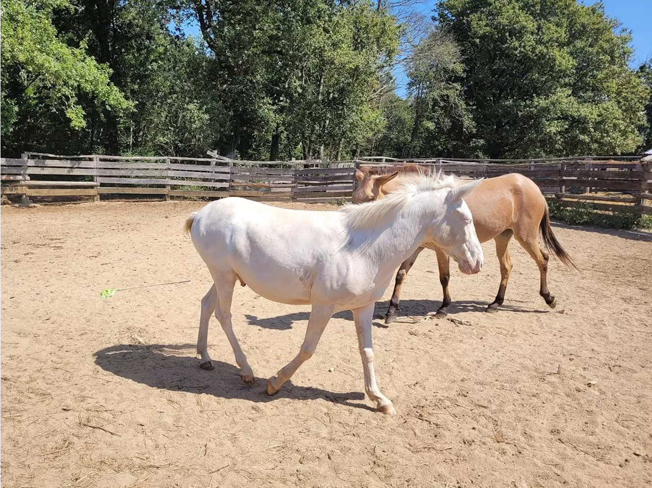 Le premier championnat de France de dressage de mules se déroulera en Dordogne