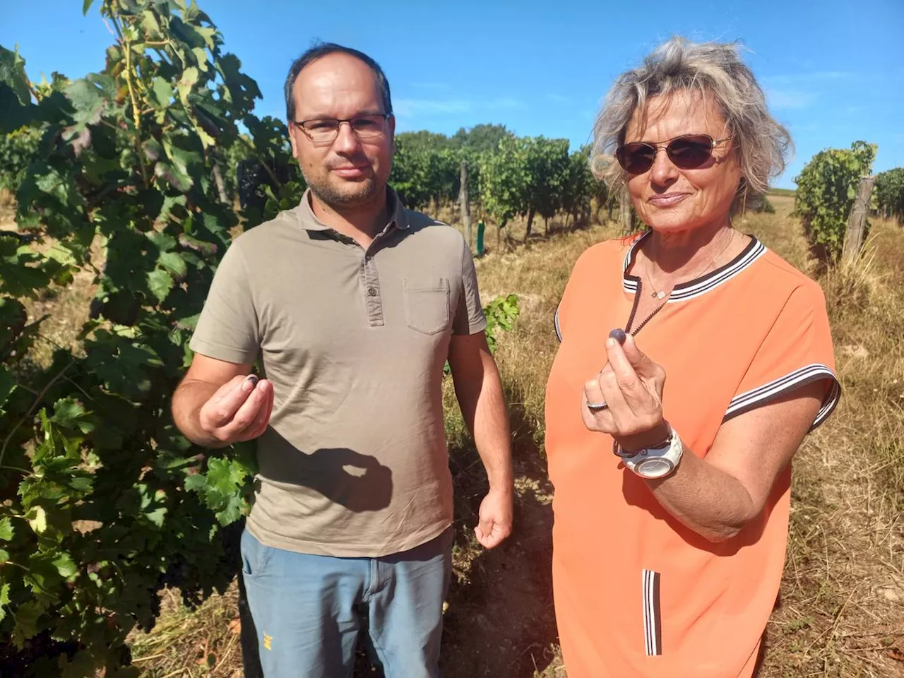 Vignerons de Buzet : malgré les difficultés, ils ne lâchent pas la grappe