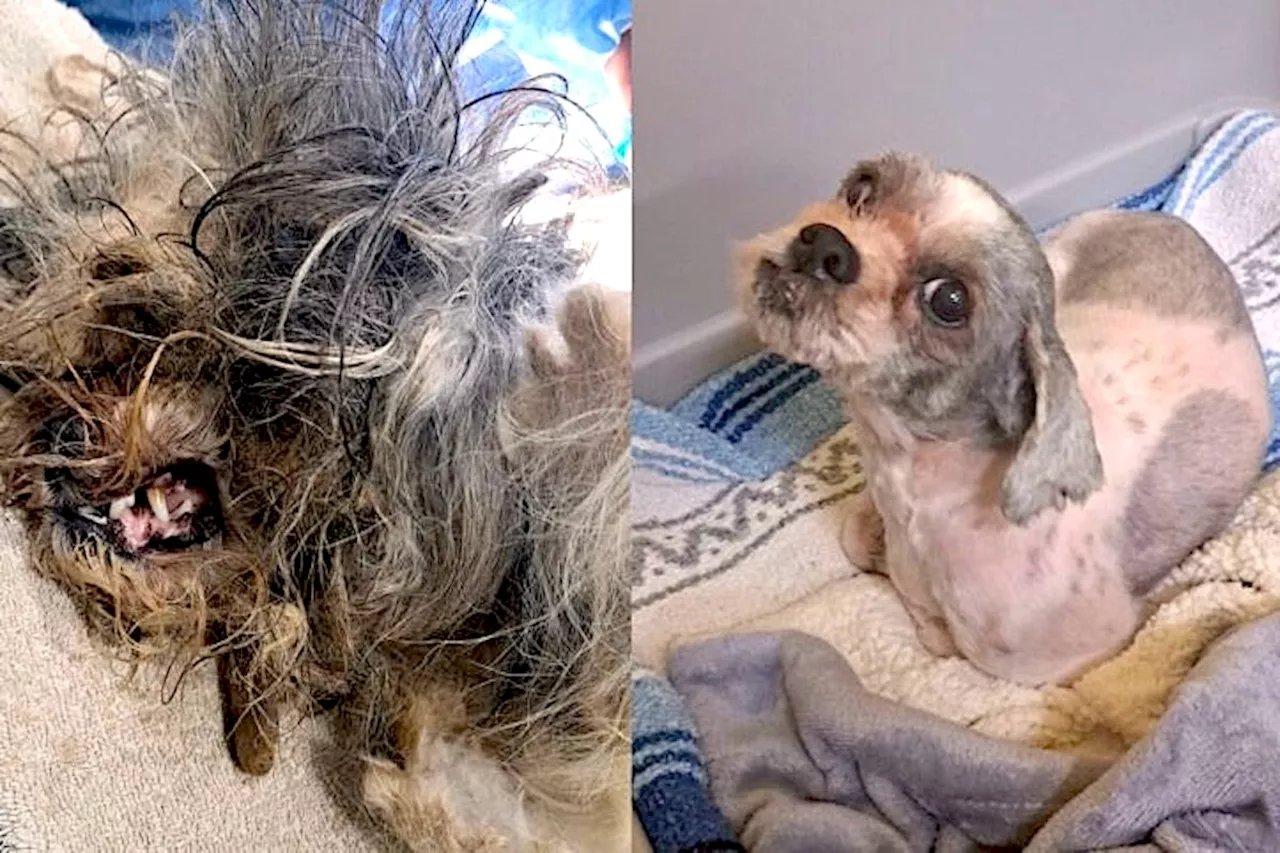 Lulu the dog so matted BC SPCA couldn't tell back from front