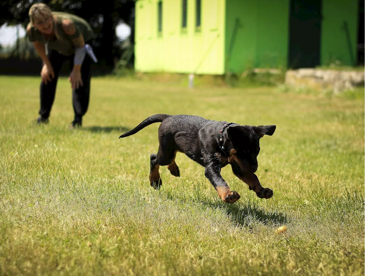 Why your dog needs training: A South African perspective