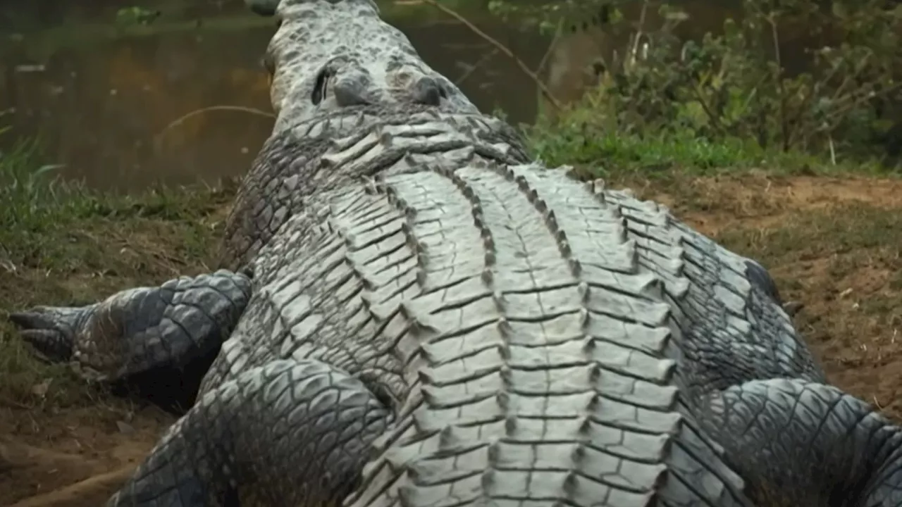 Meet world’s oldest crocodile Henry – a 16ft, 118 stone monster who has six wives & has fathered 7,000 bab...