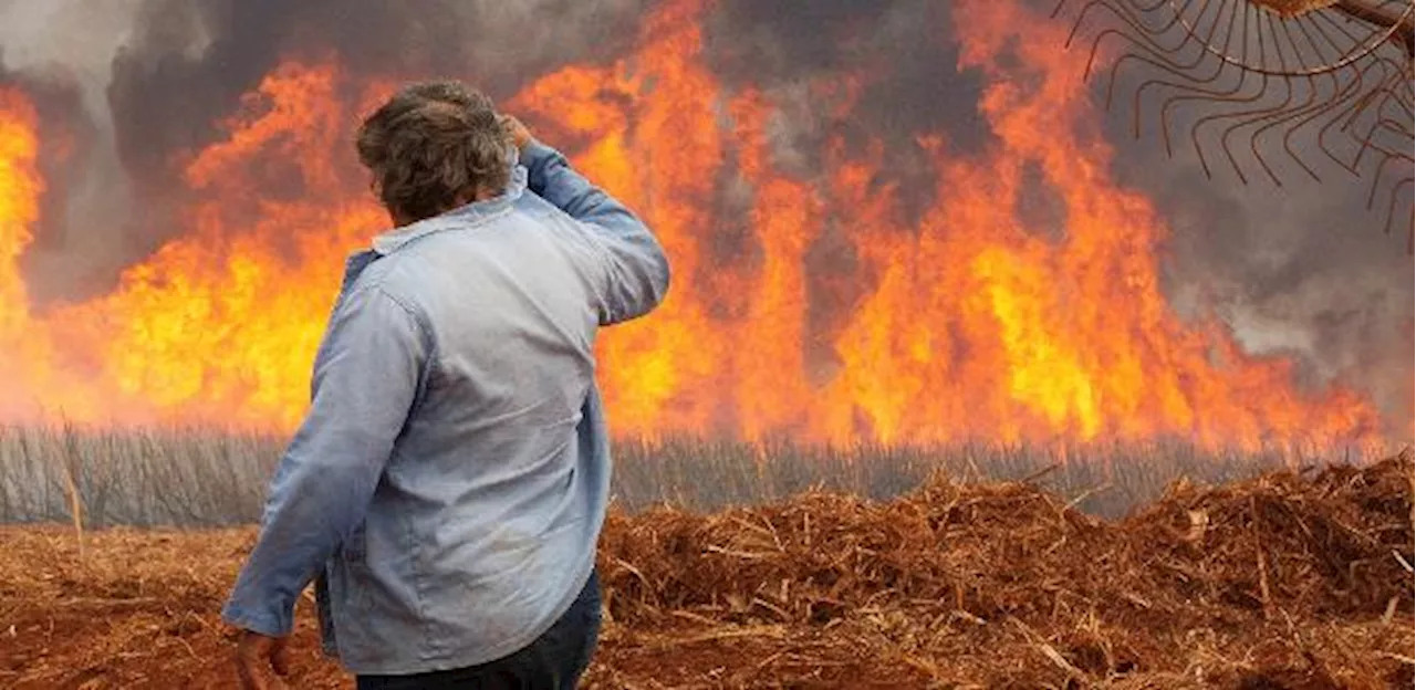 Defesa Civil diz que 99,9% dos incêndios em SP são causados por ação humana