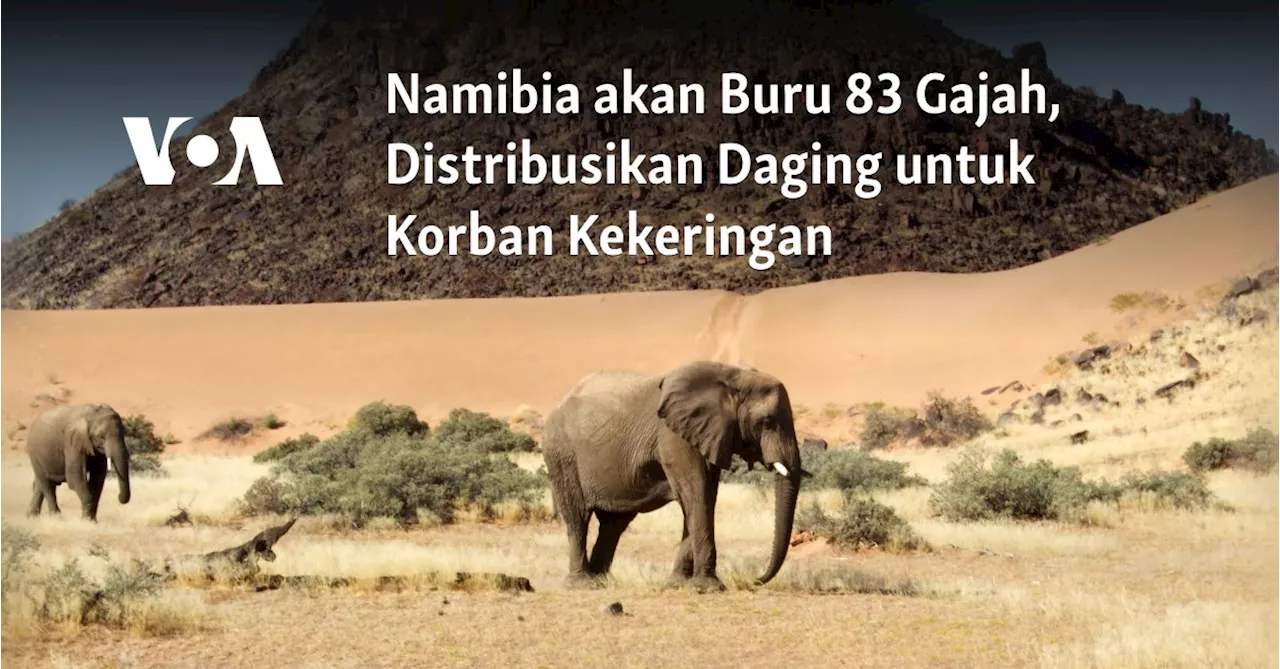 Namibia akan Buru 83 Gajah, Distribusikan Daging untuk Korban Kekeringan