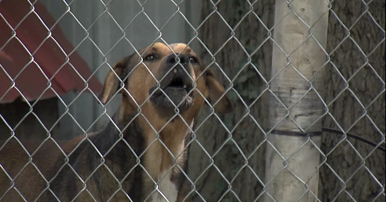 FIDO working to keep dogs safe in the heat