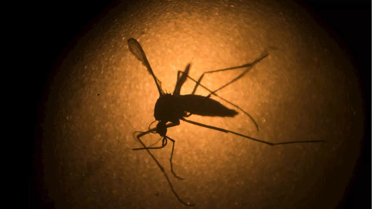 Experts warn of mosquito-born virus 'Triple E,' urge taking precautions