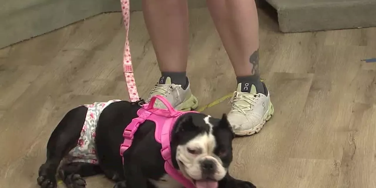 Pet of the Week: Darling Diamond