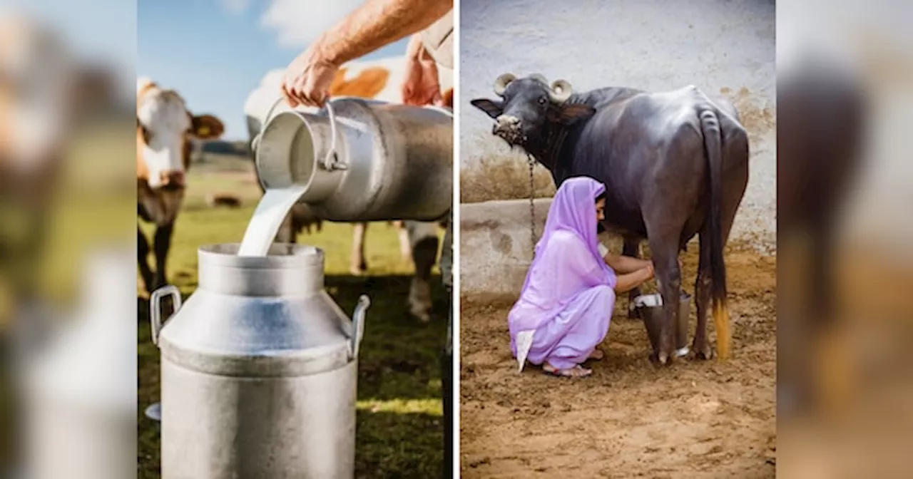 बच्चे को गाय का दूध ही क्यों पिलाया जाता है? क्या भैंस का दूध खराब, एक्सपर्ट से समझिए