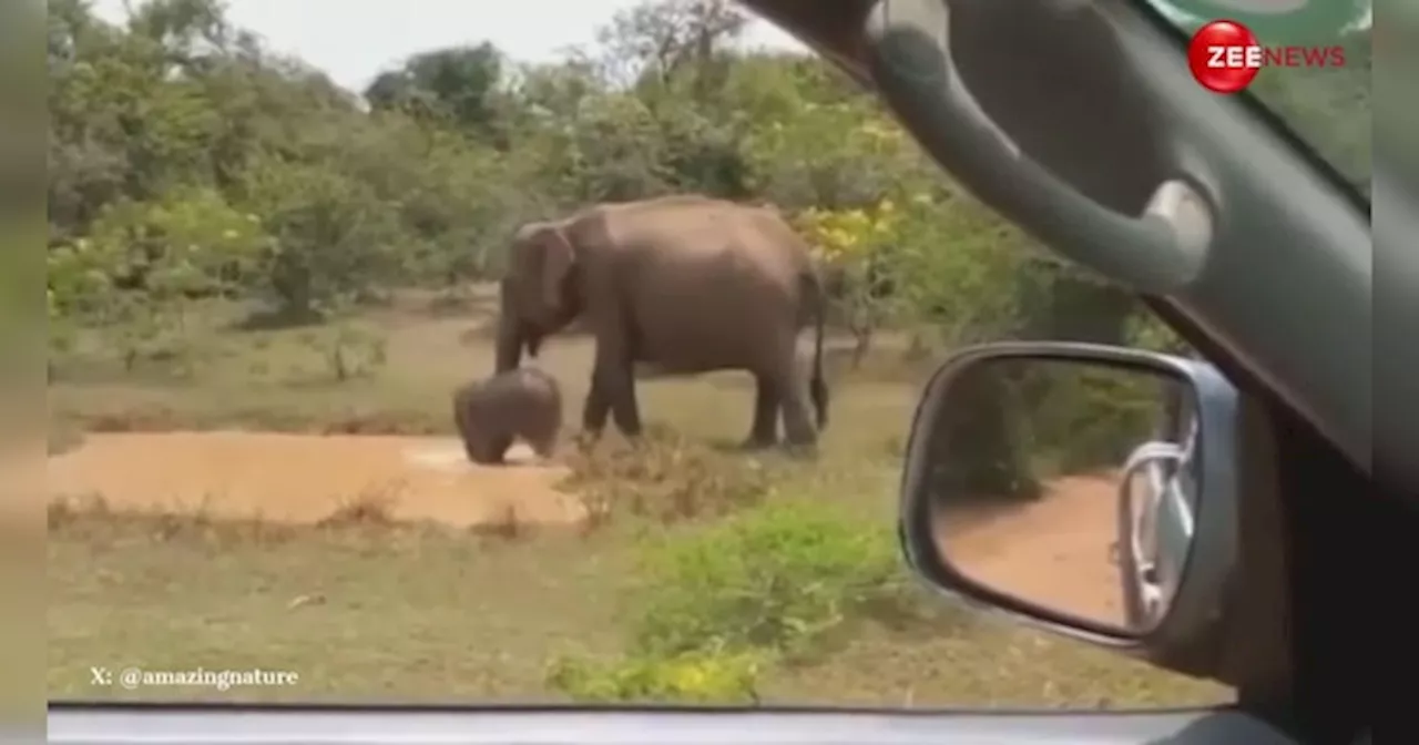 बेबी हाथी को नहलाने के लिए तालाब से मगरमच्छ को लाल मारकर भगाते दिखी हथिनी, लोग बोले- गजब दादागिरी है