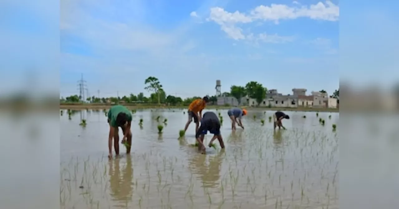 Bihar News: बिहार में किसानों में जगी आस, धान की रोपनी और मक्के की बुआई कई जिलों में 100 प्रतिश