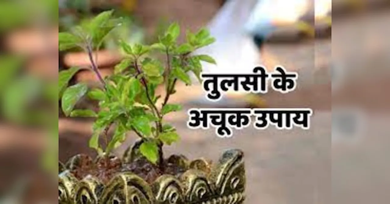 Tulsi Remedies: तुलसी के पौधे का ये भाग है किसी जादुई मणि से नहीं है कम, इस उपाय पैसों से लबालब भरेगा तिजोरी