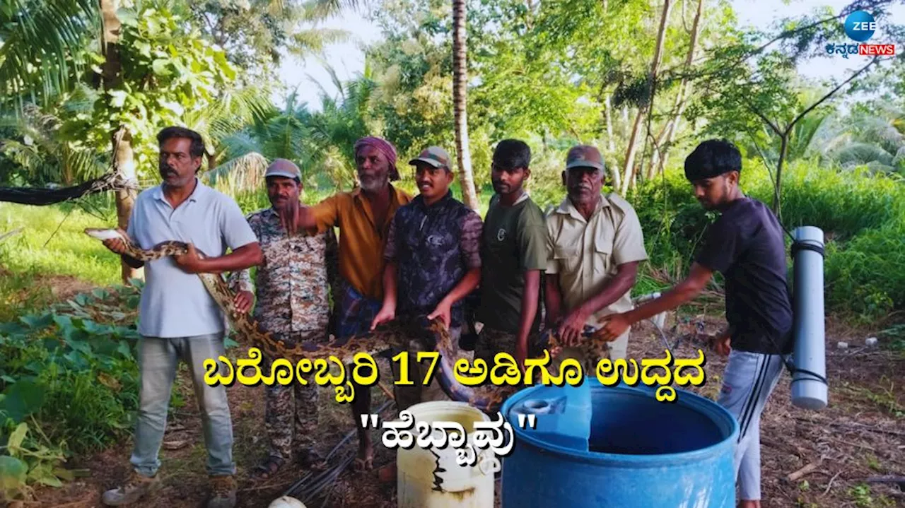 Viral Photo: ಅಬ್ಬಬ್ಬಾ! 17 ಅಡಿಗೂ ಉದ್ದ, 30- 40 ಕೆಜಿ ತೂಕದ ಹೆಬ್ಭಾವನ್ನು ನೋಡಿದ್ದೀರಾ..!