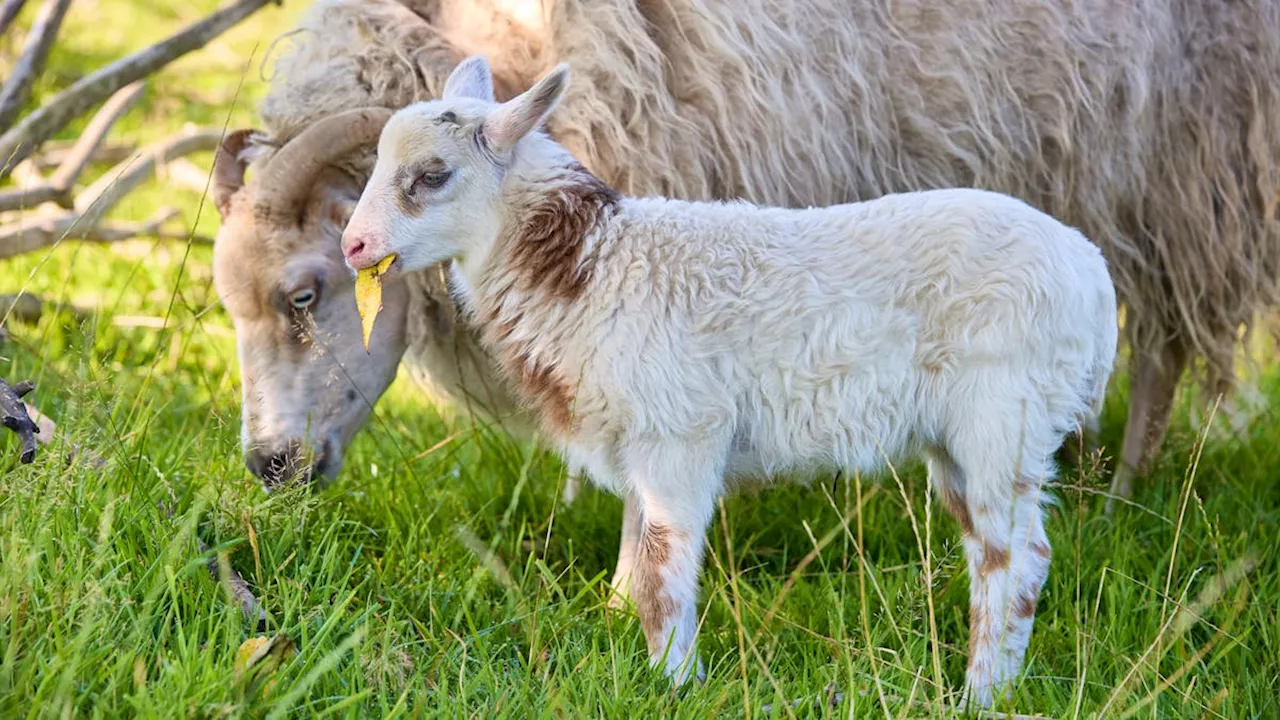 Halb Schaf, halb Ziege: Schiege Flumo in Deutschland geboren