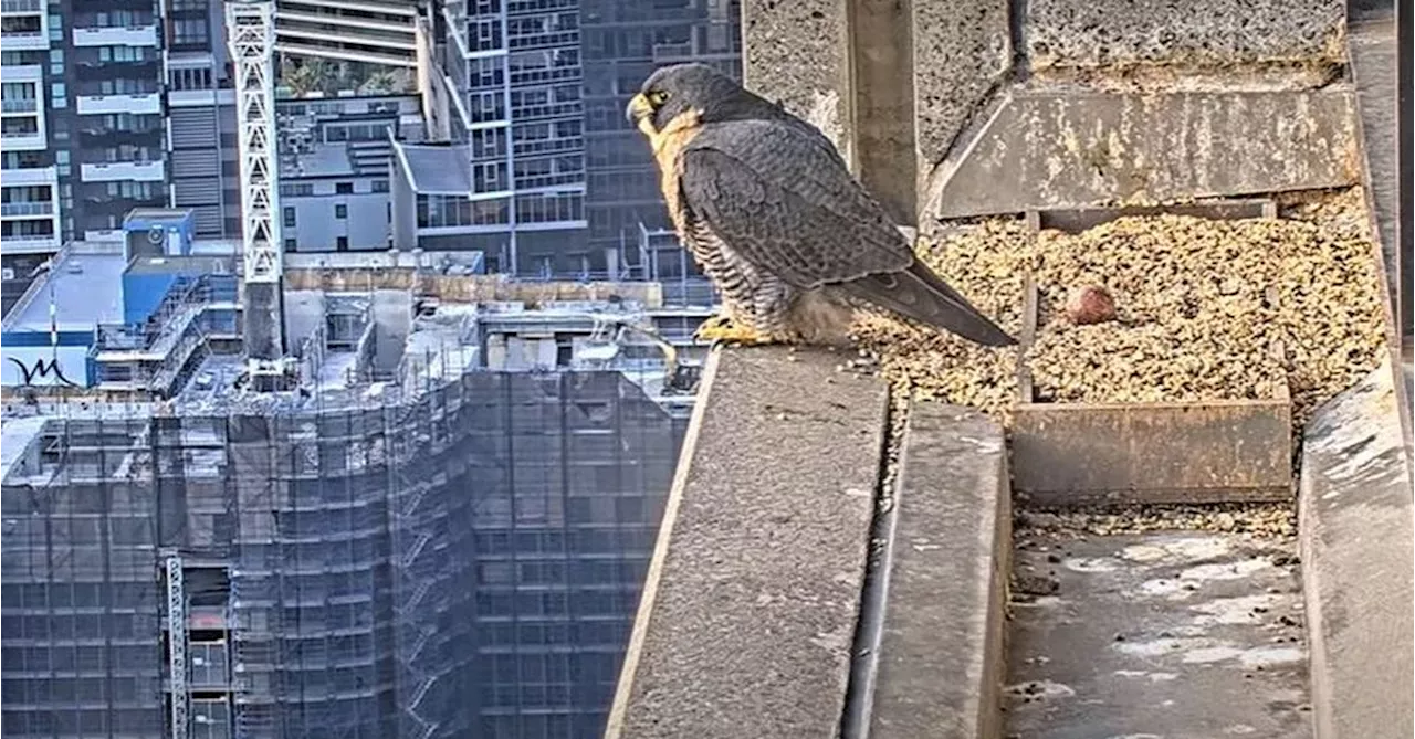 Why thousands of people are watching 24-hour livestream of a falcon on a Melbourne rooftop