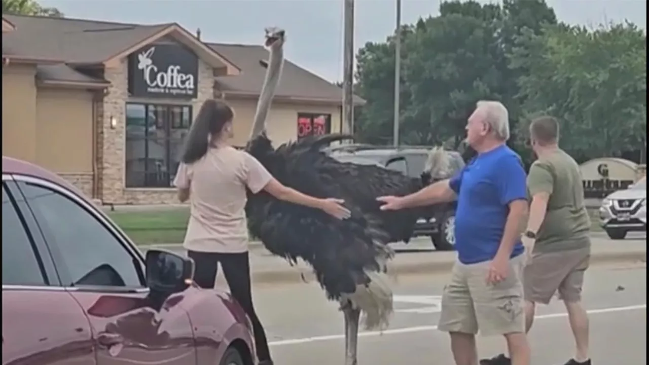 Errant ostrich brings traffic to a halt in South Dakota after escaping from a trailer