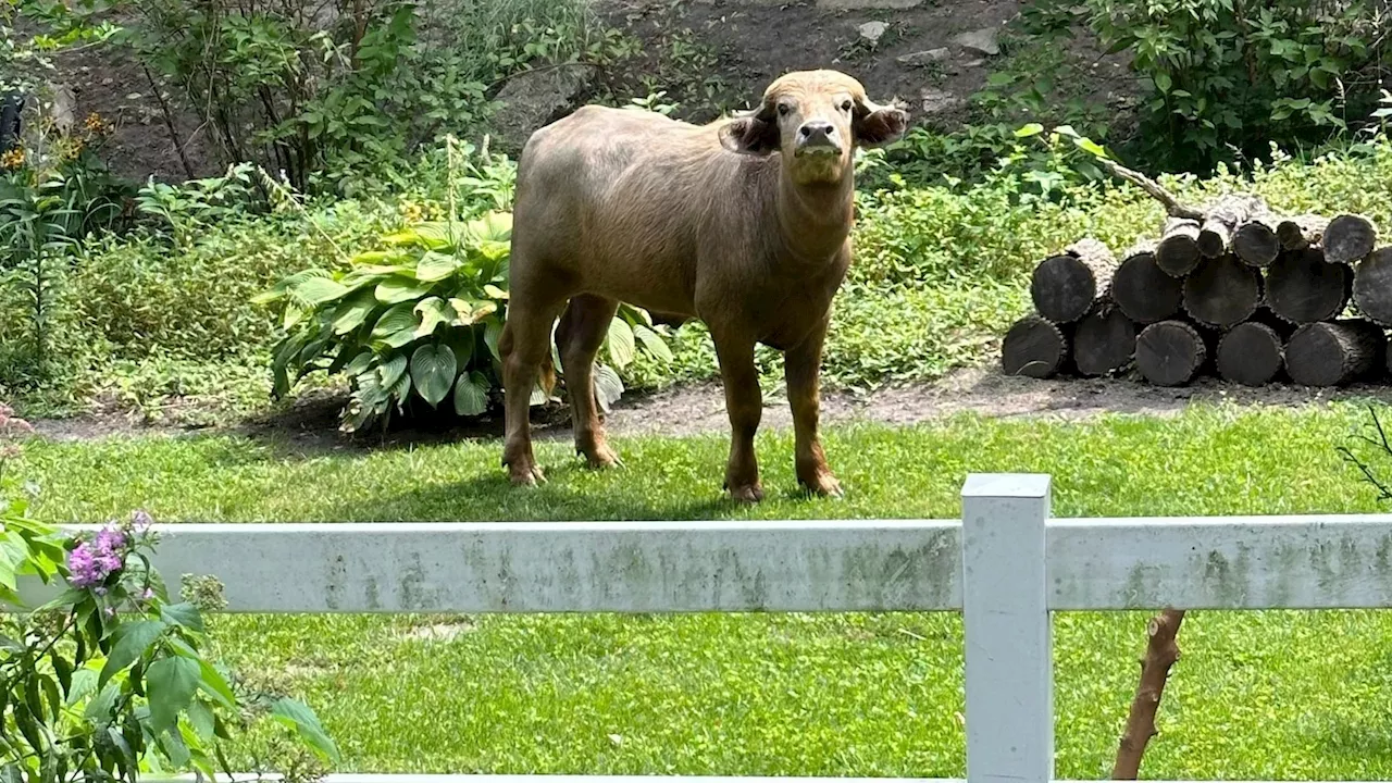 Water buffalo corralled days after it escaped in Iowa suburb and was shot by police