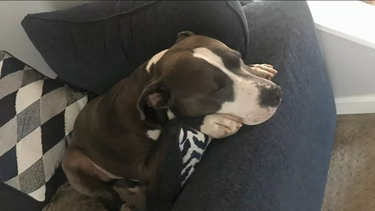 NJ dog sitter shoots, kills couple's beloved pitbull while on vacation, police say