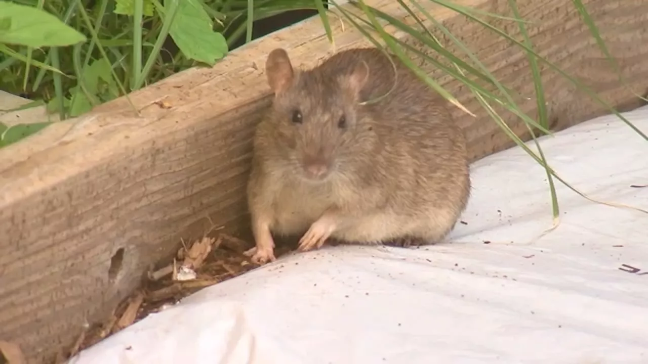 91-year-old woman hit with fines after reporting rat infestation outside her Maspeth home