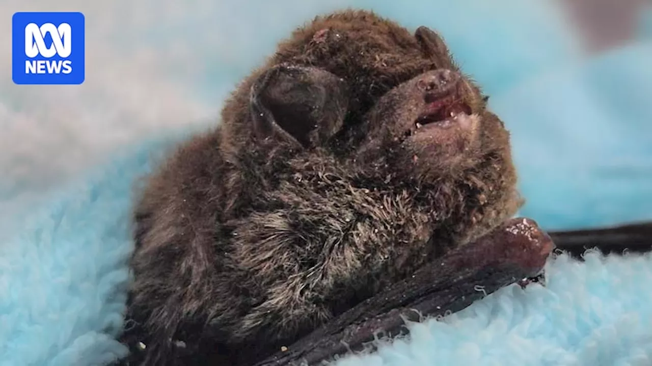 Arsonists torch and kill 48 little bent-winged bats on Sunshine Coast