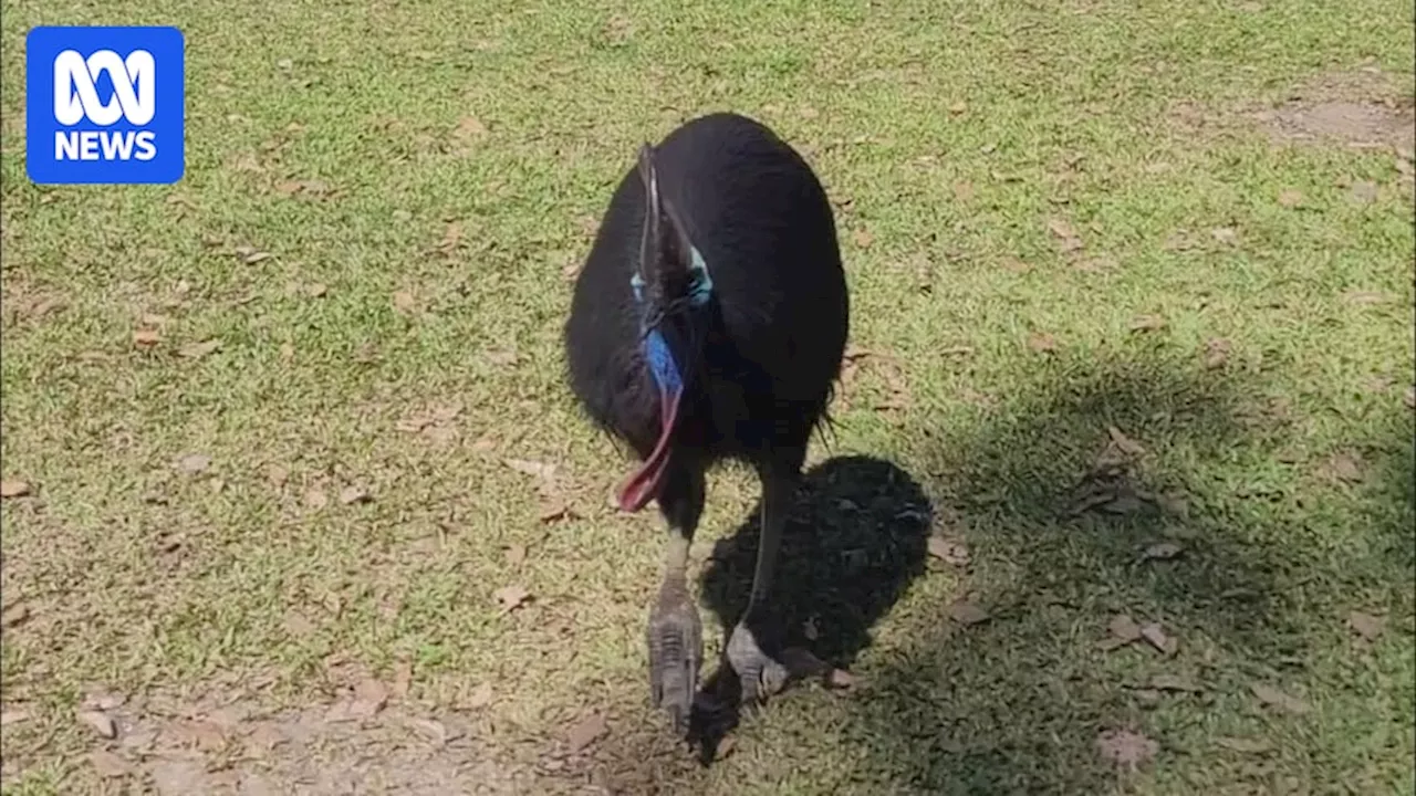 Warnings as 'bold' cassowaries pester north Queensland campers for food