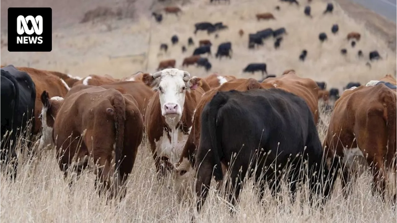 Woolworths supermaket says it will sell deforestation-free beef from end of 2025