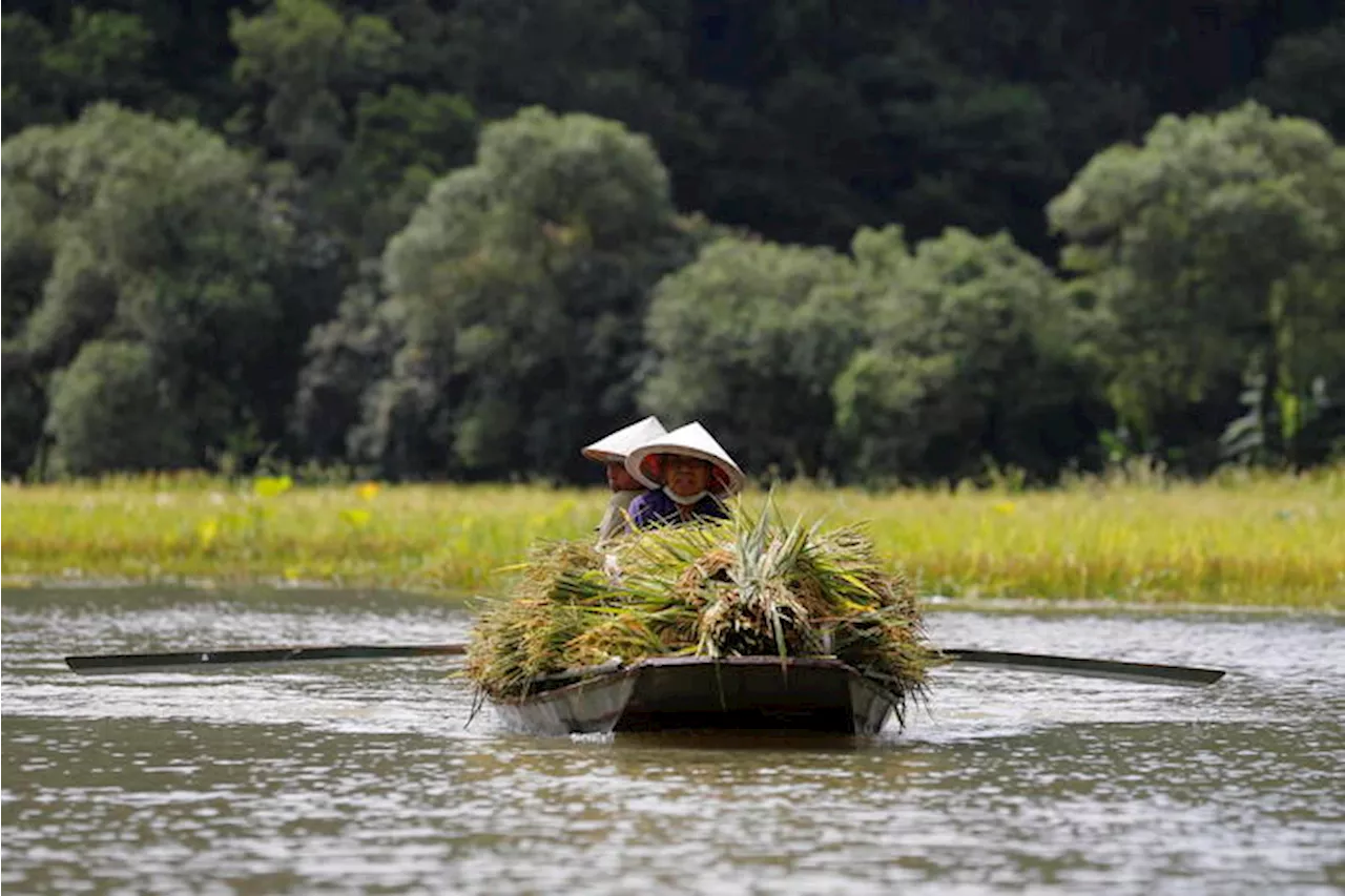 In Vietnam progetto per la coltivazione di riso a basse emissioni