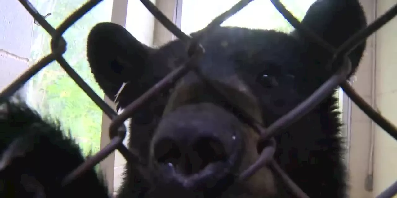 From homeless camp to the Alaska Zoo, orphaned bear cub finds new home