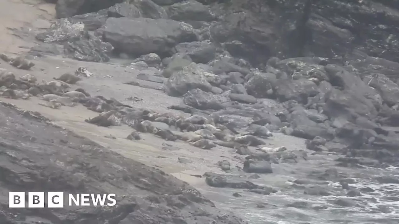 Video of walkers causing stampede of 250 seals shows safety risks