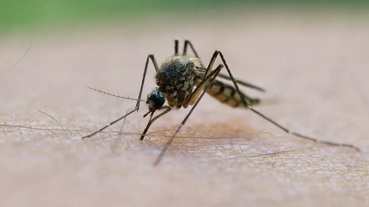 Mückenstich: Mann stirbt am Östlichen Pferdeenzephalomyelitis-Virus.