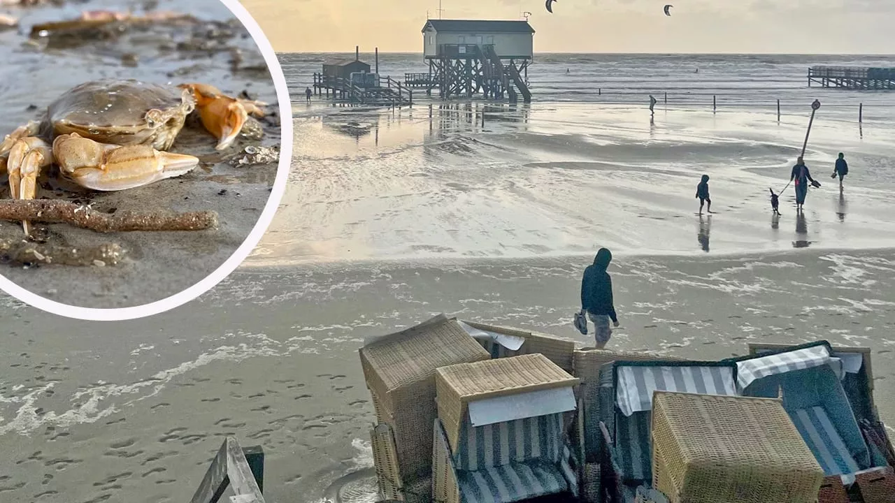 Sturm an der Küste: Sommerflut überrascht Tiere in der Nordsee