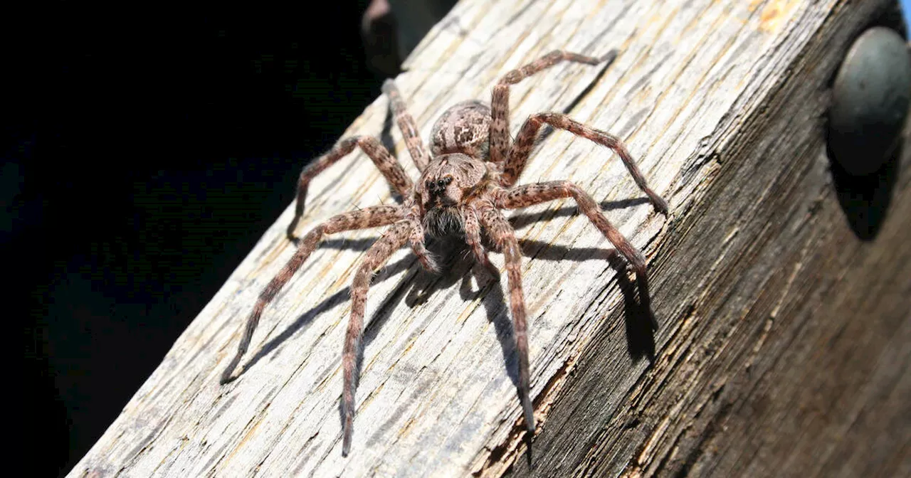 Ontario resident 'jumped at least 2 feet' after encounter with Canada's largest spider