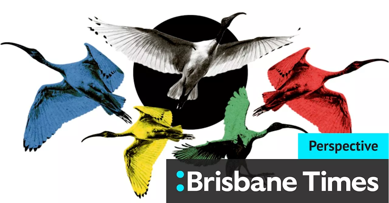 With the Olympics around the corner, let’s embrace the ibis as a Brisbane icon