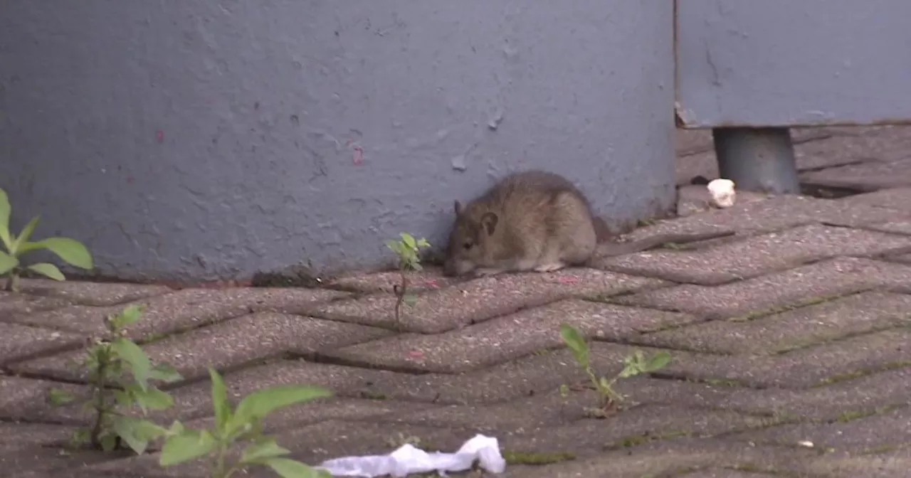 Queens residents say they were unfairly fined after reporting rat sightings on city property